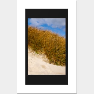 Beach grass. Posters and Art